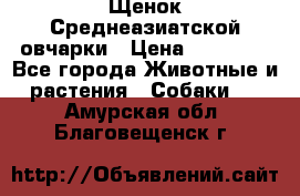 Щенок Среднеазиатской овчарки › Цена ­ 35 000 - Все города Животные и растения » Собаки   . Амурская обл.,Благовещенск г.